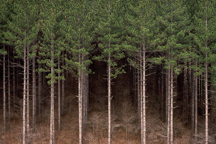 Pine Trees 1