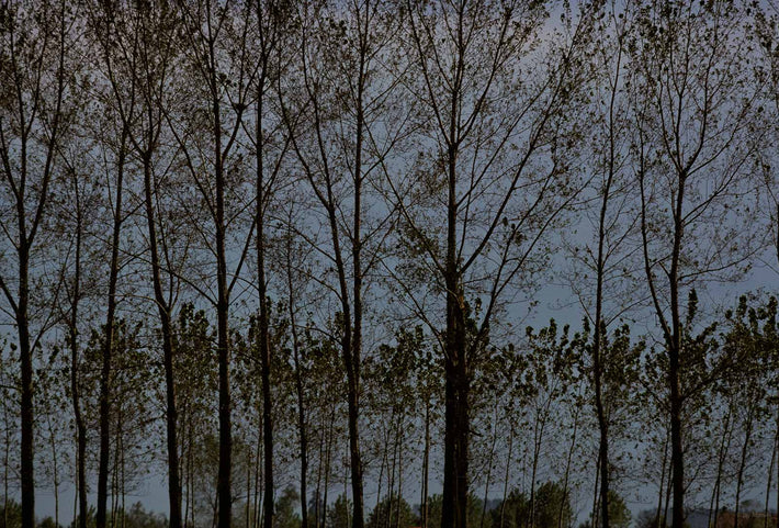 Landscape, Trees 3, Italy