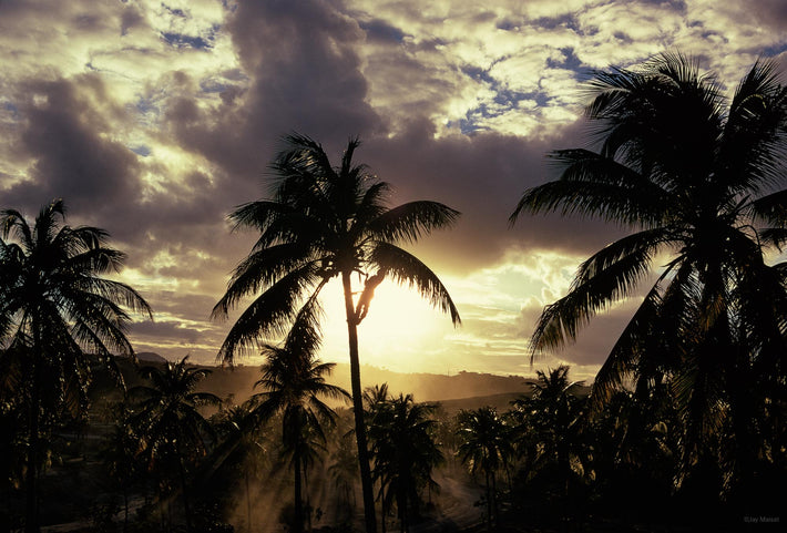 Man in Tree, Puerto Rico
