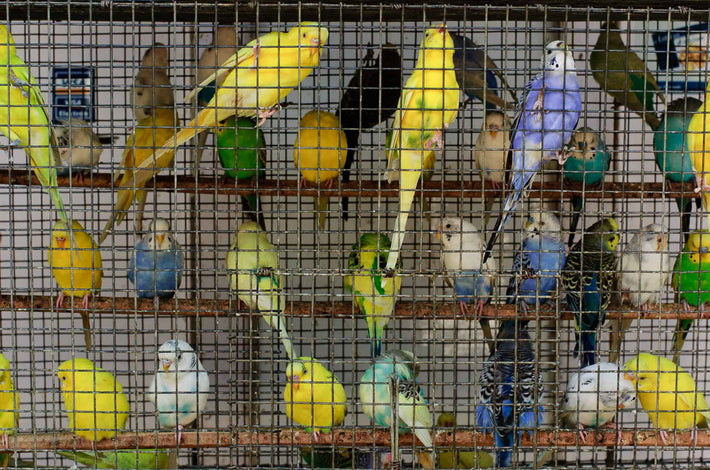 Birds in a Cage, Mumbai
