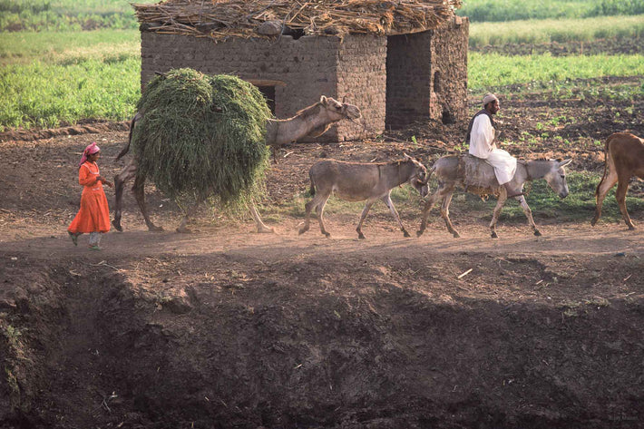 Camel, Donkey and People, Egypt