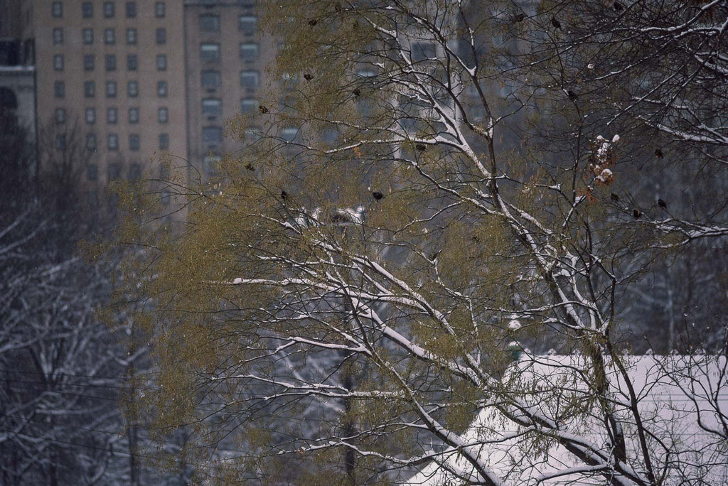 Snow No 6 – Jay Maisel