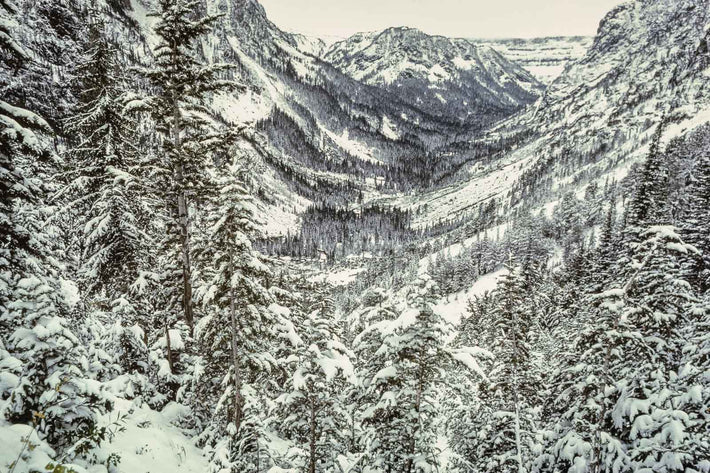 Trees, Snow, Mountain
