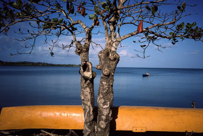 Tree, Sea, Etc., Jamaica