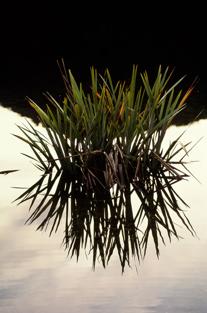 New Zealand No 7 – Jay Maisel