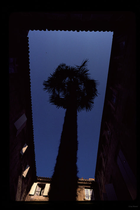 Looking Up, Building and Tree, France