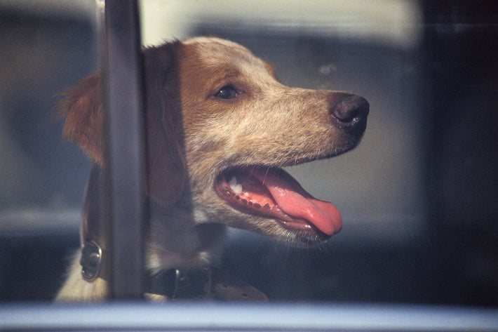 Dog, Spain