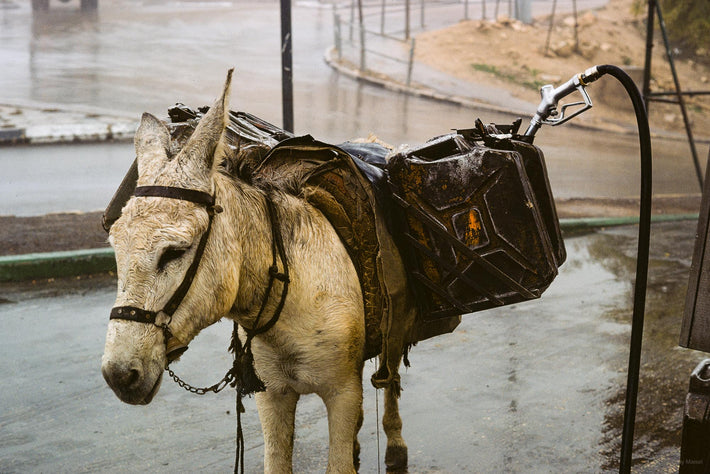 Donkey with Gas Tank, Jerusalem