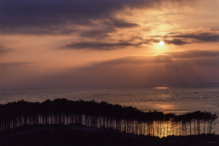 Row of Trees, Sunset, France