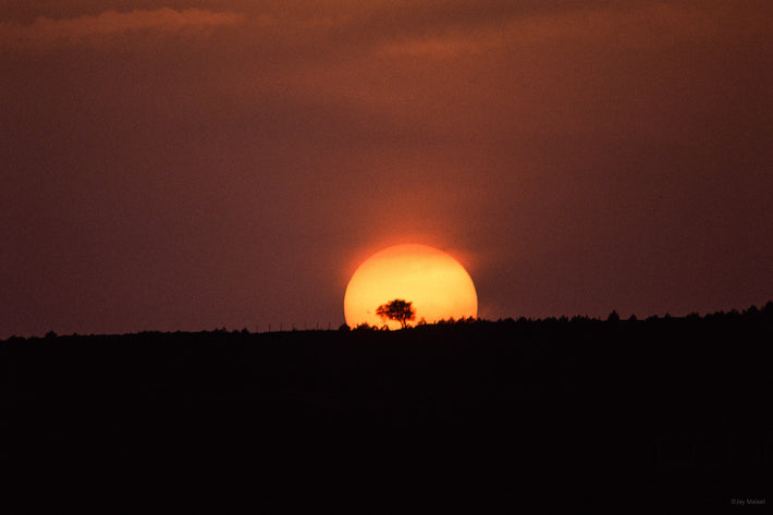 Sun and Tree, Spain