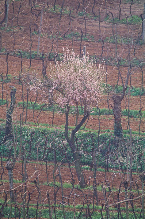 Vineyard with One Flowering Tree, Vicenza