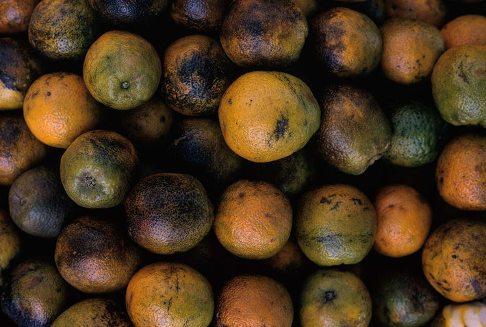 Oranges, São Paulo