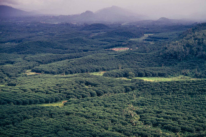 Aerial Rubber Plantation #1, Liberia
