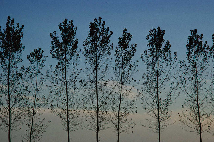 Landscape, Trees 2, Italy