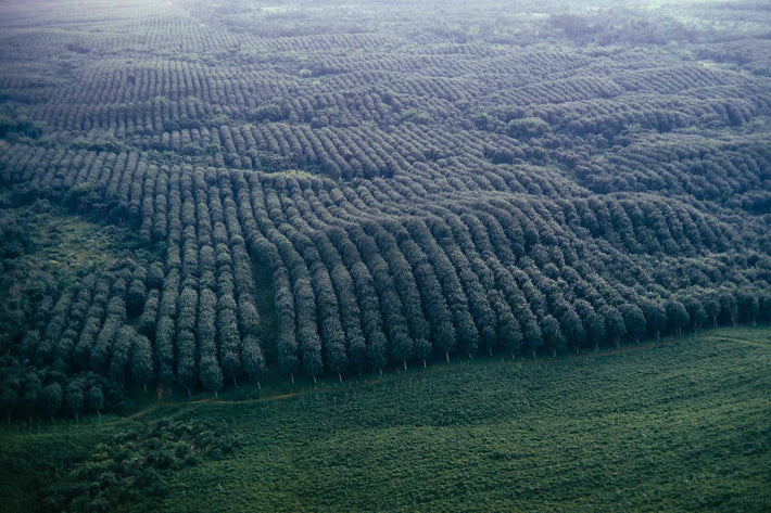 Aerial Rubber Plantation #2, Liberia