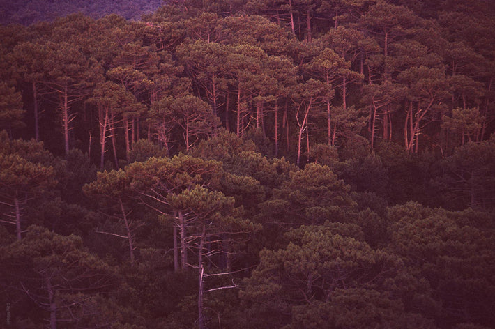 Forest, France