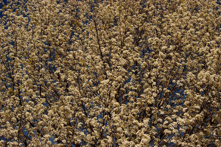 Spring (in 2 days), NYC