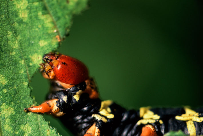 Caterpillar, Close Up, Jamaica