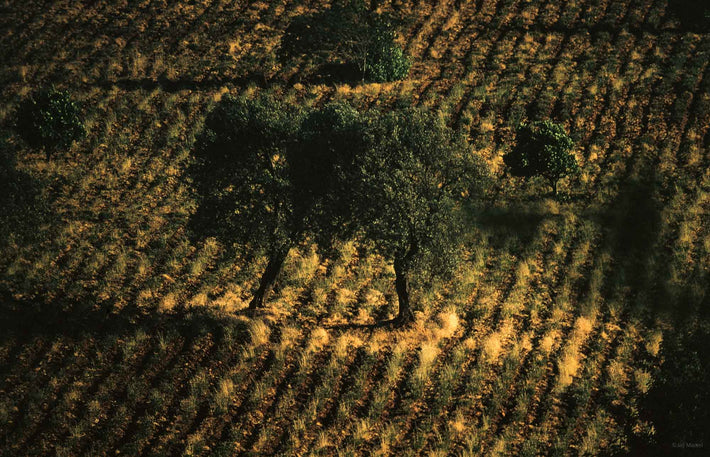 Trees, Furrowed Land, Portugal