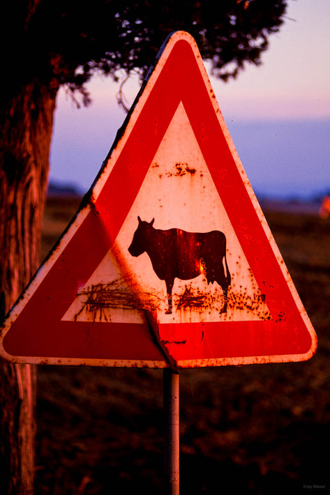 Yield Sign with Cattle, Cortona