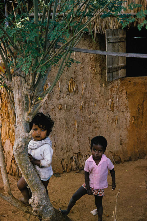 Two Children in Tree, Mauritius
