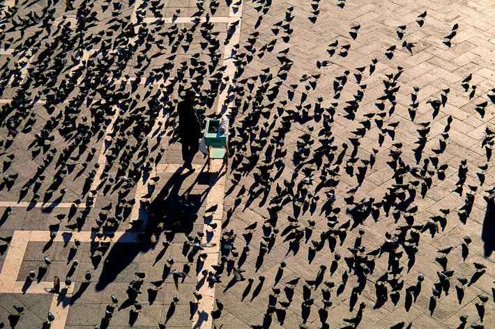 Pigeons En Masse, Venice