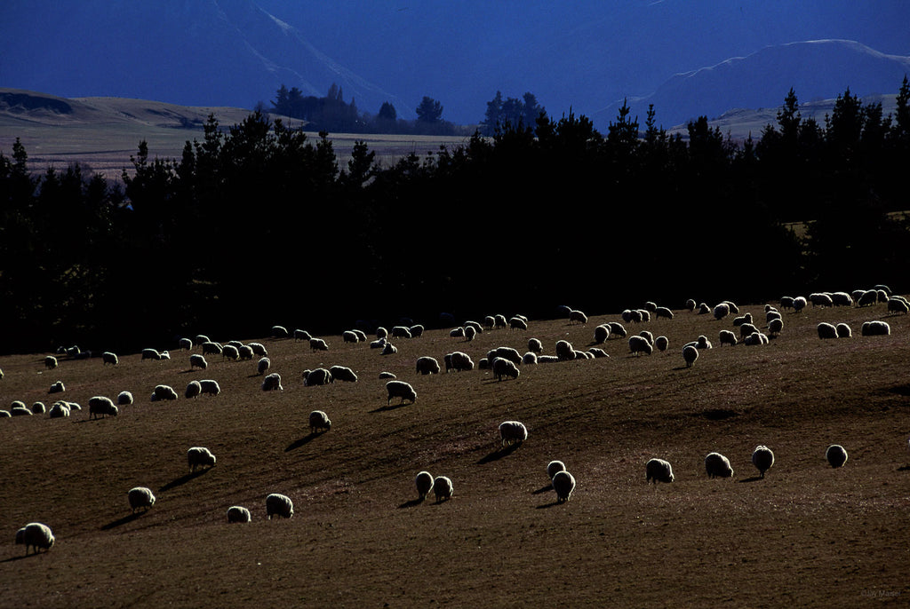 New Zealand No 26 – Jay Maisel