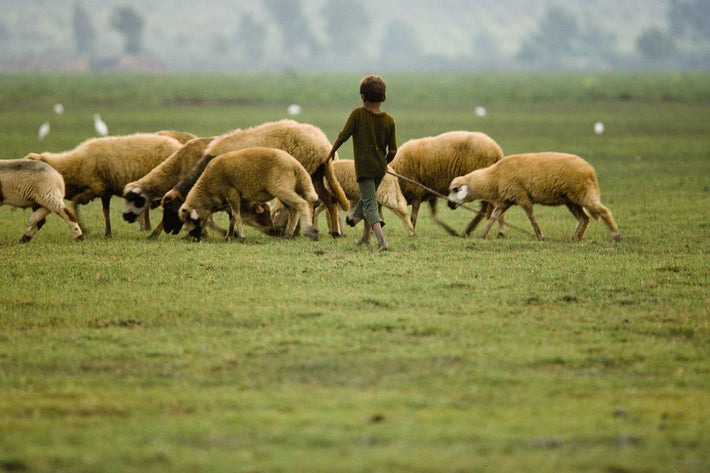 Boy with Sheep, Marrakech