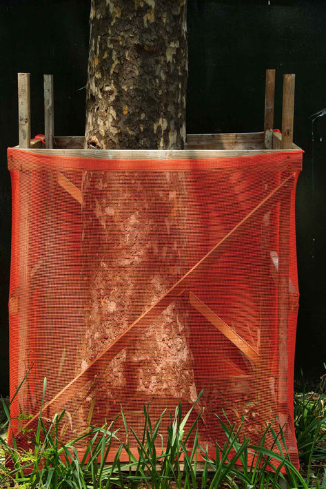 Tree, Red Screen, NYC