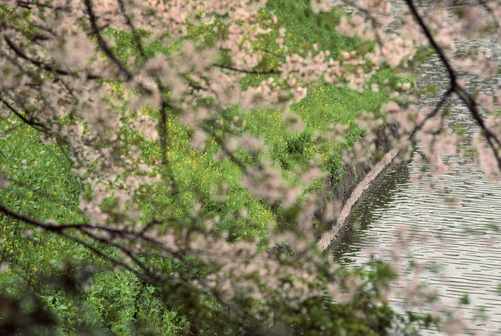 River, Trees, Green and Yellow Flowers, Japan