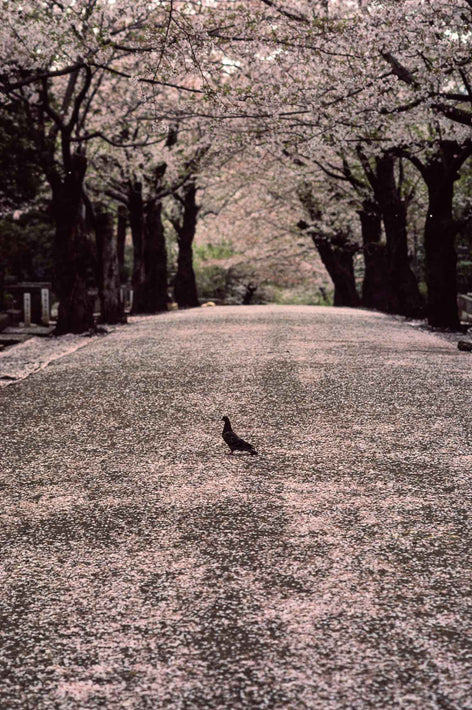 Cherry Blossom Time, One Pigeon, Tokyo
