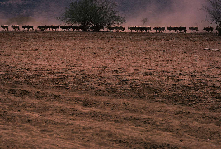 Line of Wildebeests, Kenya