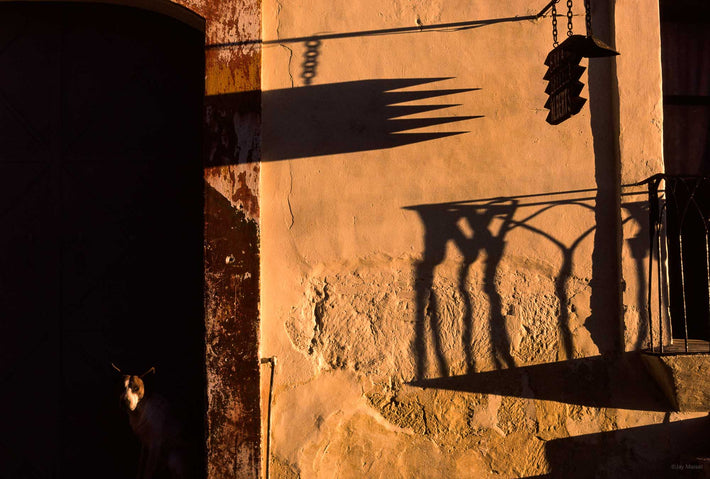 Shadows on Wall and Dog's Head, Oaxaca