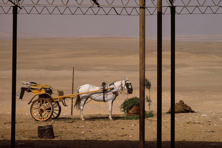 White Horse and Carriage, Egypt