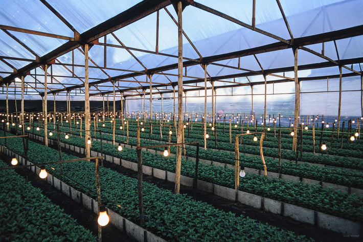 Interior of Greenhouse, Colombia