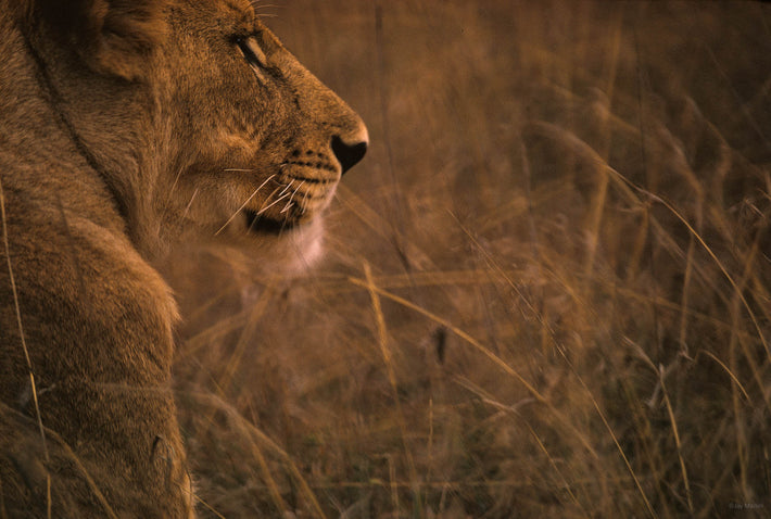 Lioness Head, Kenya