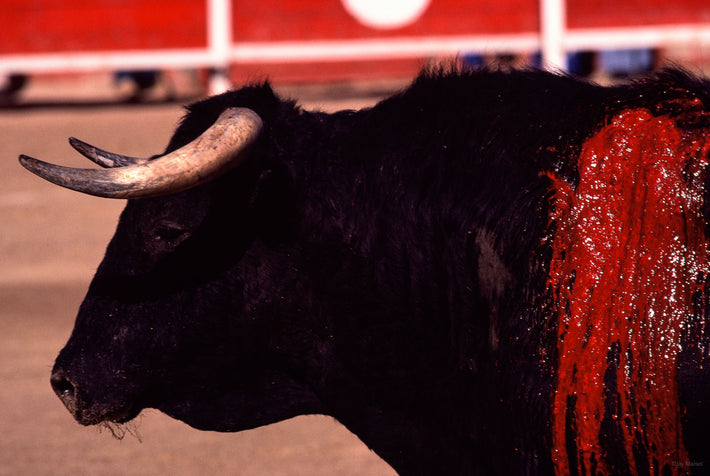 Bull Facing Left, Red Blood, Arles