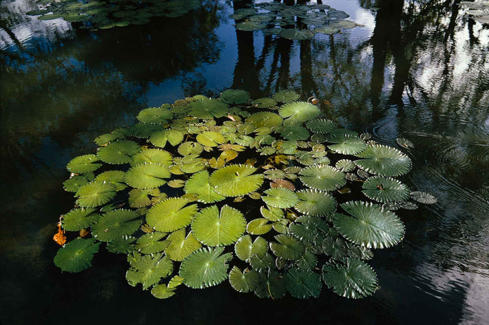 Lily Pads, Mauritius