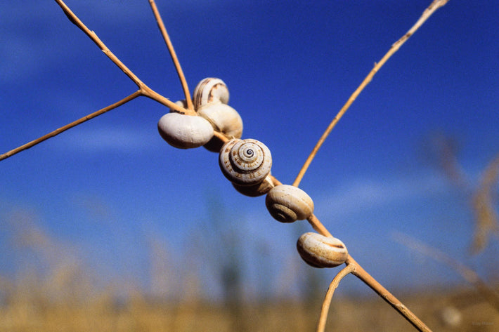 Snail in Desert, Spain