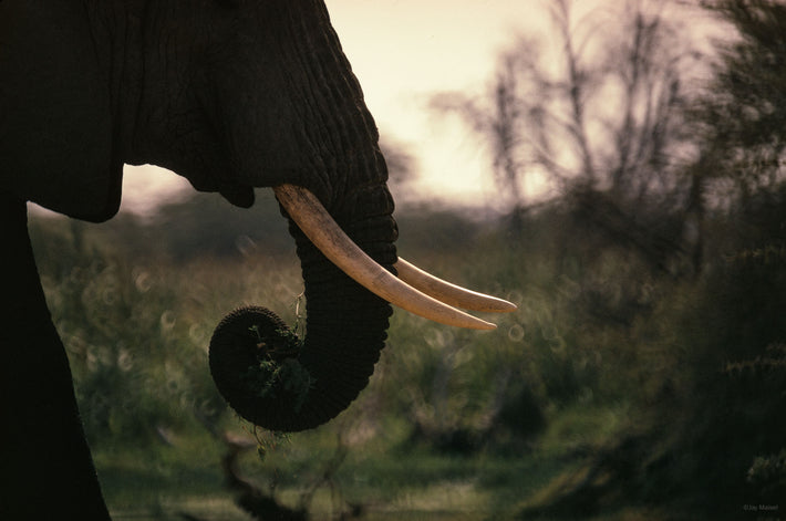Profile of Elephant, Kenya