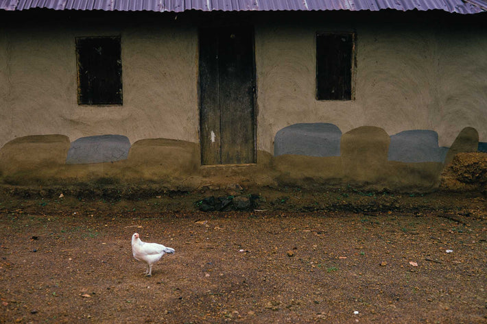 House and Chicken, Liberia