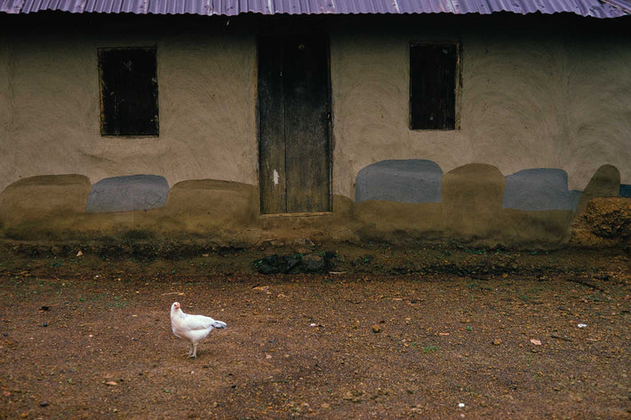 House and Chicken, Liberia