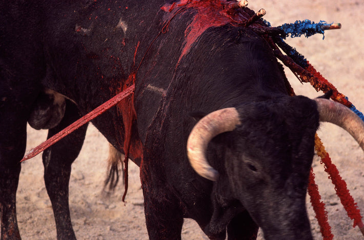 Bull with Sword Through Body, Arles