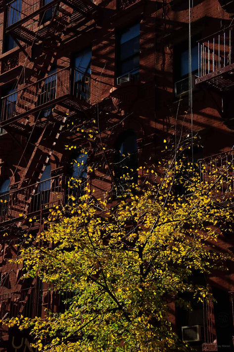 Green Leaves against Brick, NYC