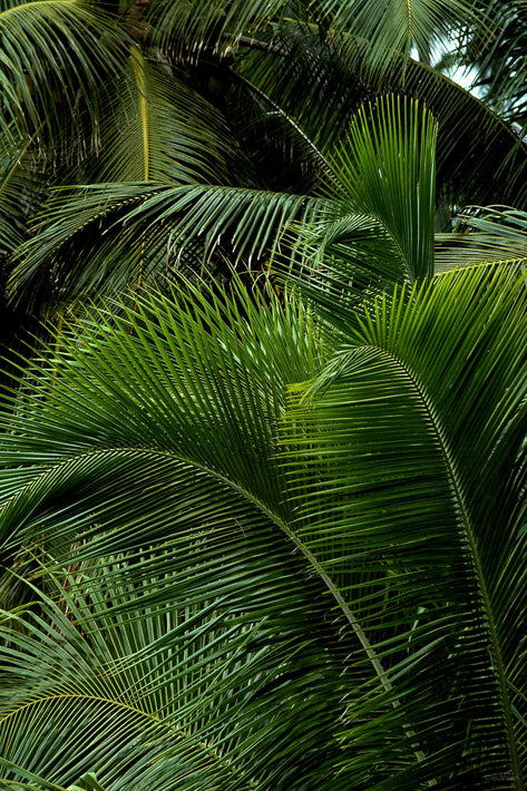 Seychelles 1