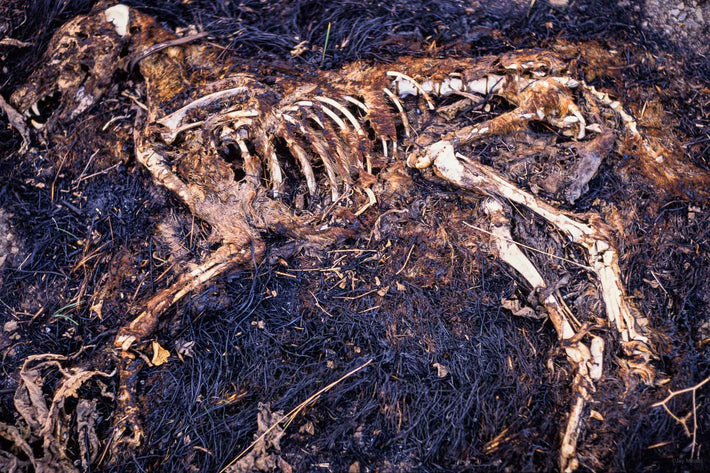 Dog Skeleton, Spain
