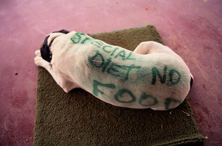 Dog with Sign on Back, Australia