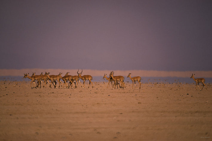 Antelope, Kenya