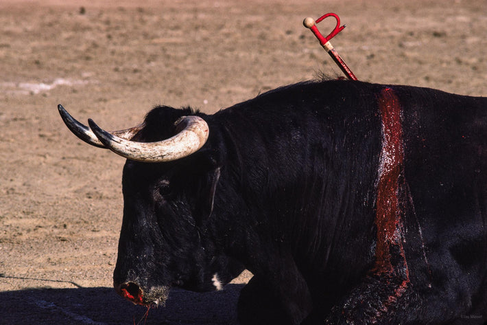 Bull on Ground, Sword in Body, Arles