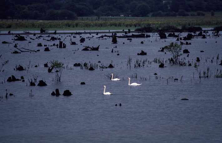 Three White Swans, Ireland